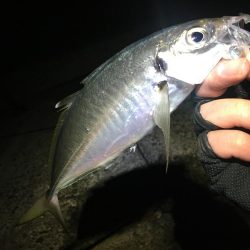 何とかアジングデビュー！？