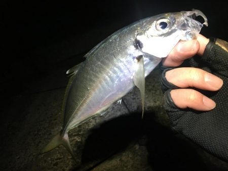 何とかアジングデビュー！？