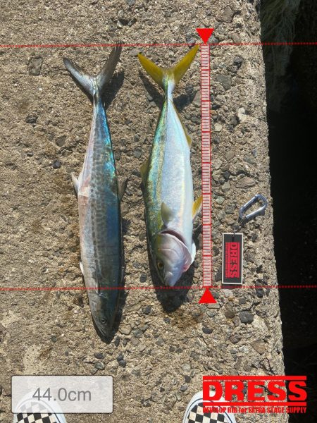 メリクリ&釣り納め(仮)