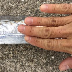 湾奥もタチウオ終了です。