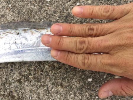 湾奥もタチウオ終了です。