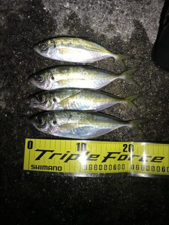 淡路がホームに