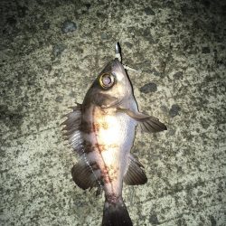 堂ノ浦他でアジ