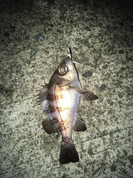 堂ノ浦他でアジ