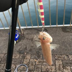 日和良ければ釣果なし⁉︎