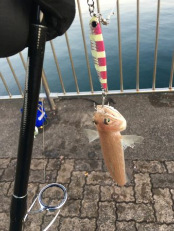 日和良ければ釣果なし⁉︎