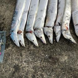 まだまだ居残りタチウオ