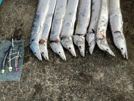 まだまだ居残りタチウオ