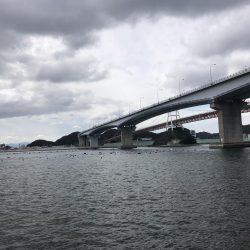 カサゴ？ソイ？