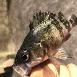 小さいけどポツポツと