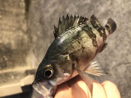 小さいけどポツポツと