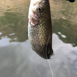 初！千早川マス釣り場