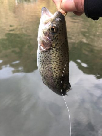 初！千早川マス釣り場