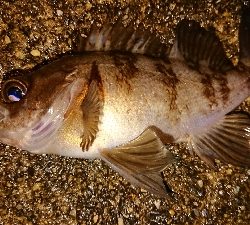 雨上がりメバリング