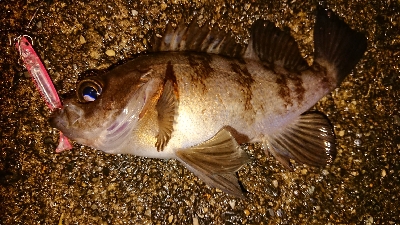 雨上がりメバリング