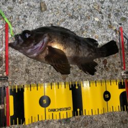 ヒイカ⑩メバル④