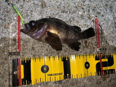 ヒイカ⑩メバル④