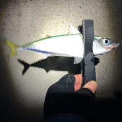 コンスタントにアタリあり