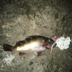 土佐泊でフルムーンアジング