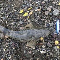 シーバスを求めて