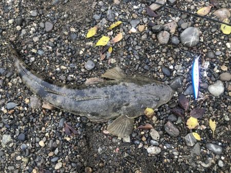 シーバスを求めて