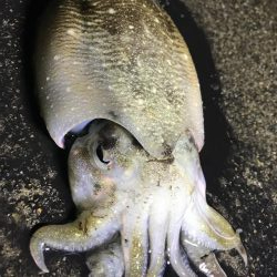 久しぶりのコウイカ