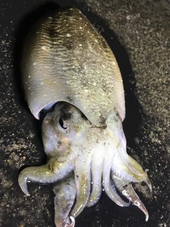 久しぶりのコウイカ