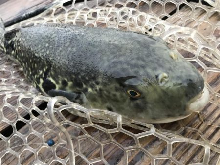 冬はやっぱり釣り堀⁉︎