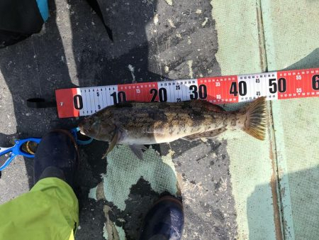 大船渡市越喜来湾での鰈釣り