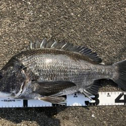 イチノ兄弟、釣果!