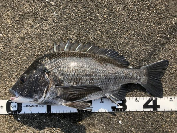 イチノ兄弟、釣果!