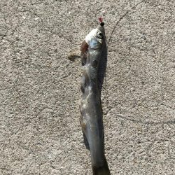 ヒラメ釣れず…