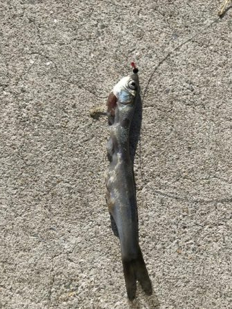 ヒラメ釣れず…