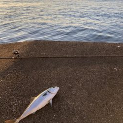 丸々したメジロ