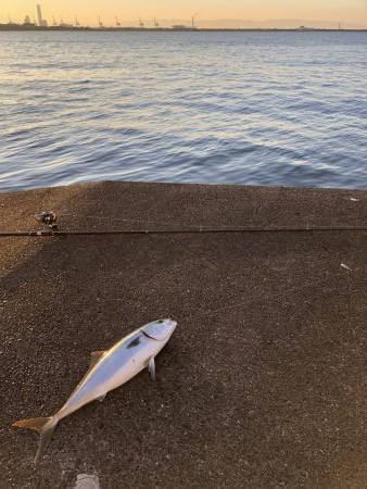 丸々したメジロ