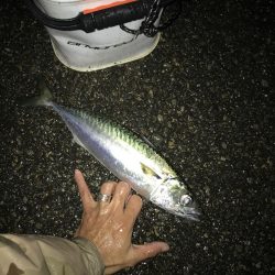 12月2日神戸太刀魚、大サバ