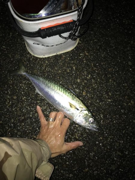 12月2日神戸太刀魚、大サバ