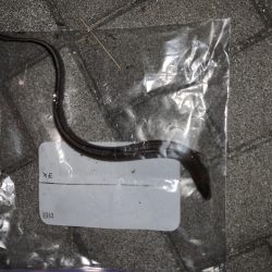 ガジリング&タチウオ