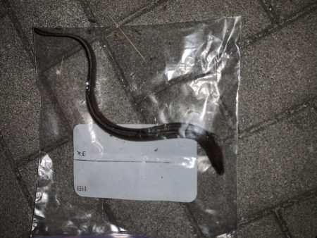 ガジリング&タチウオ