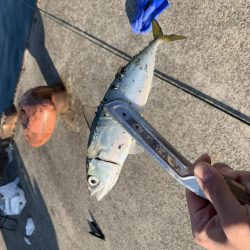 ラストフカセでアジ