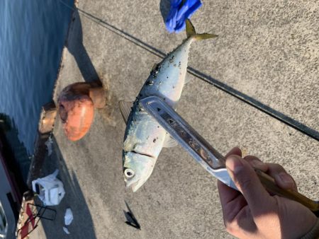 ラストフカセでアジ