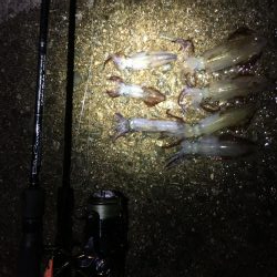 ヒイカエギング