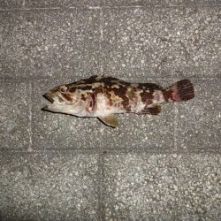 今日はNO1タックルでアジングリベンジ