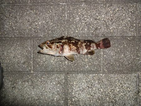 今日はNO1タックルでアジングリベンジ