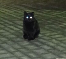 リーダー持って行くのを忘れて