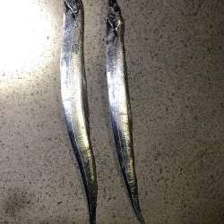 釣り納めタチウオ