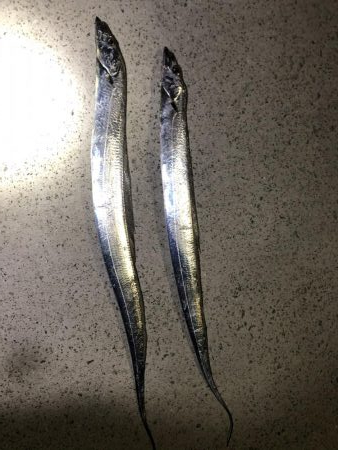 釣り納めタチウオ