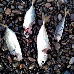 アタリはあるのですか・・・・・　