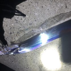 青物ハント後サーべリング