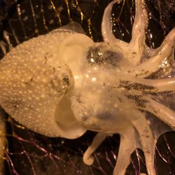 チイチイイカ狙いのはずが